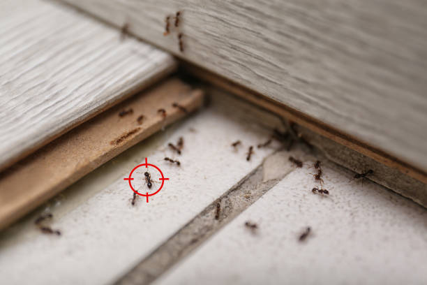 Best Termite Control Services  in El Monte, CA