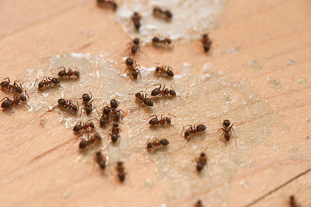 Best Ant Control Services  in El Monte, CA